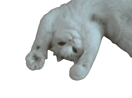 Gatto che impasta con le zampe
